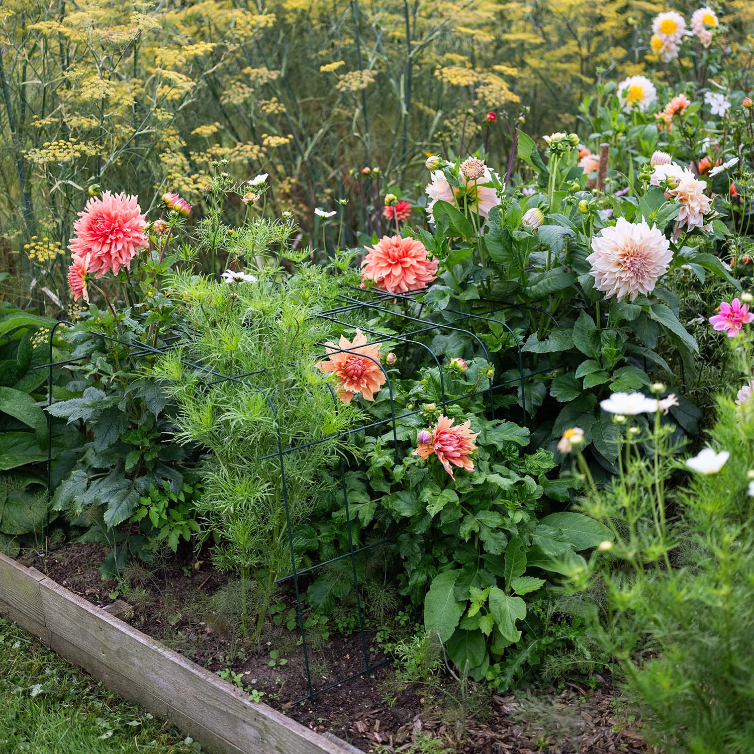 Annabelle hydrangea support 75 (set of 2)
